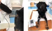 Physiologische Übungen - Blutdruckmessung beim Hund