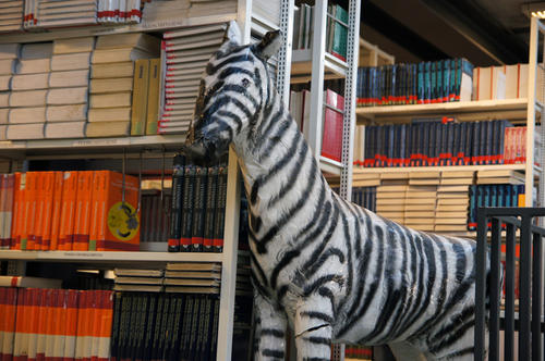 Our textbook zebra.