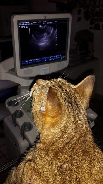 Ultraschall bei einer Katze