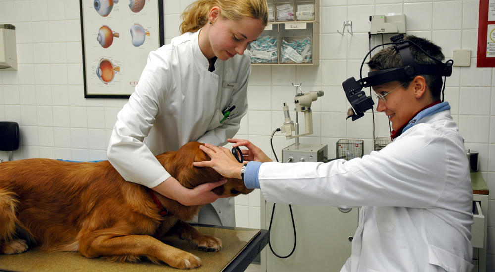 Klinik für Kleine Haustiere