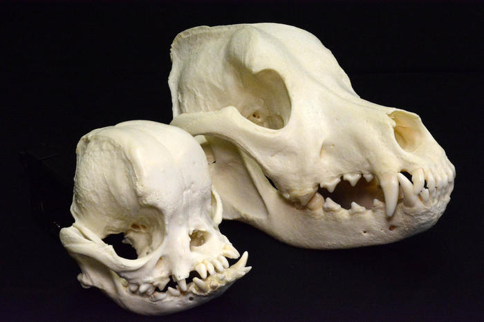 Die durch Zucht herbeigeführte Kurzköpfigkeit bei Hunden verursacht große gesundheitliche Probleme.