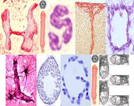 Studienbereich Histologie