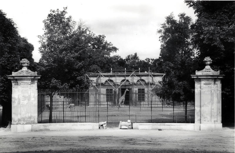 Die Schönbrunner Giraffenanlage im Jahr 1946 mit Giraffe (Bild: Archiv des Schönbrunner Tiergartens)