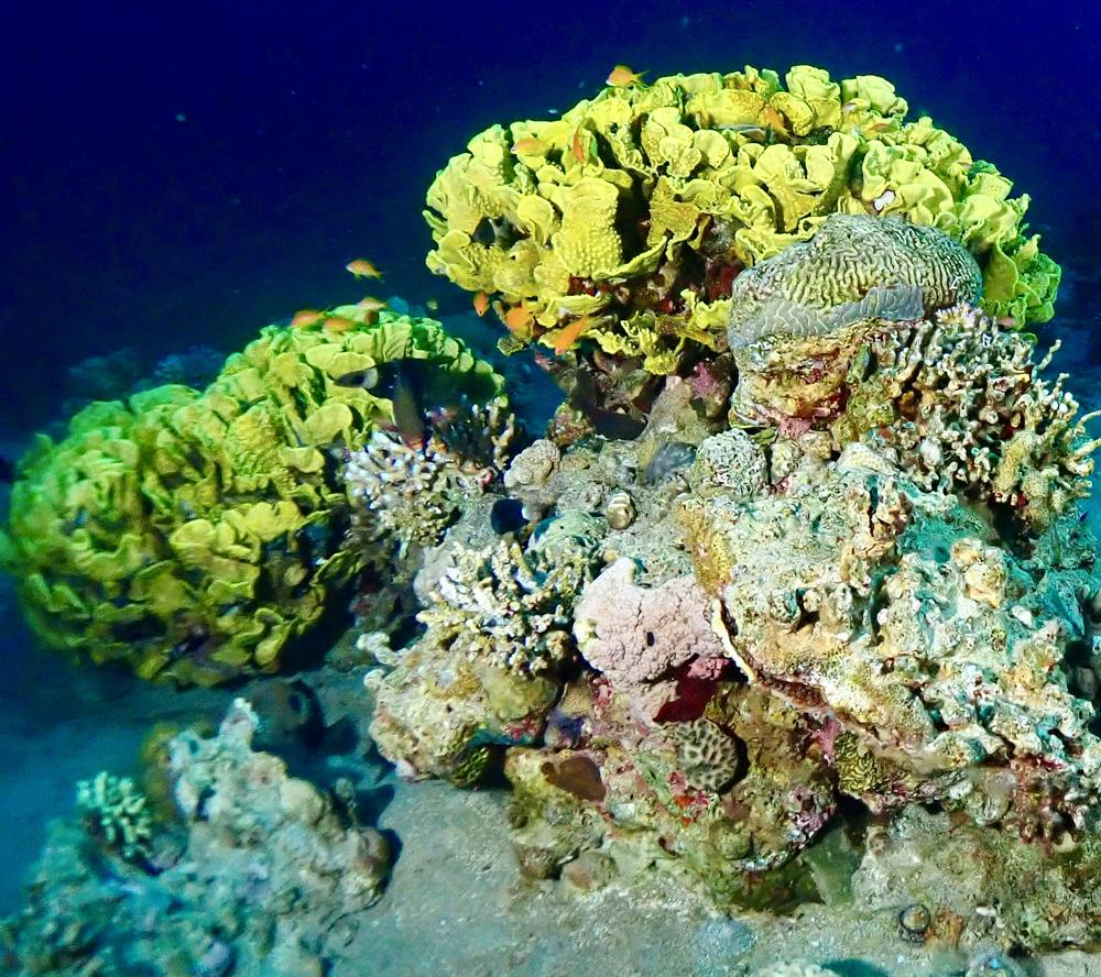 Reefs on the Red Sea