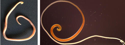 Ascaris suum (left), Trichuris suis (right)