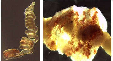 Heligmosomoides polygyrus (links), H. polygyrus-infizierter Dünndarm der Maus (rechts)