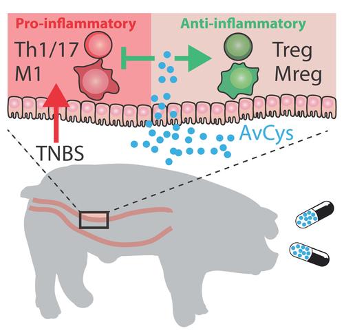 Validierung des therapeutischen Potentials von Filariencystatin (AvCys) als Therapeutikum für entzündliche Darmerkrankungen. Als Model dient die TNBS-induzierte Kolitis im Großtiermodell Schwein.