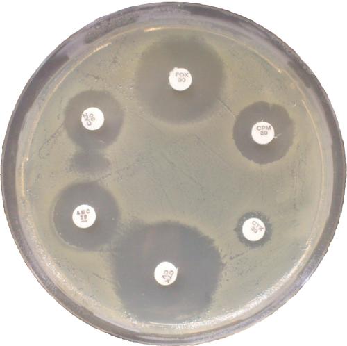 Antibiotikaresistenzen