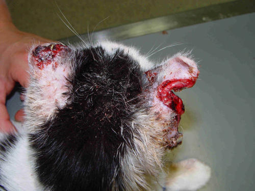 Histologisches Übersichtsbild eines PLattenepithelkarzinoms am Ohr einer Katze