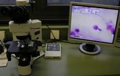 Abb.2: Mikroskopische Untersuchung