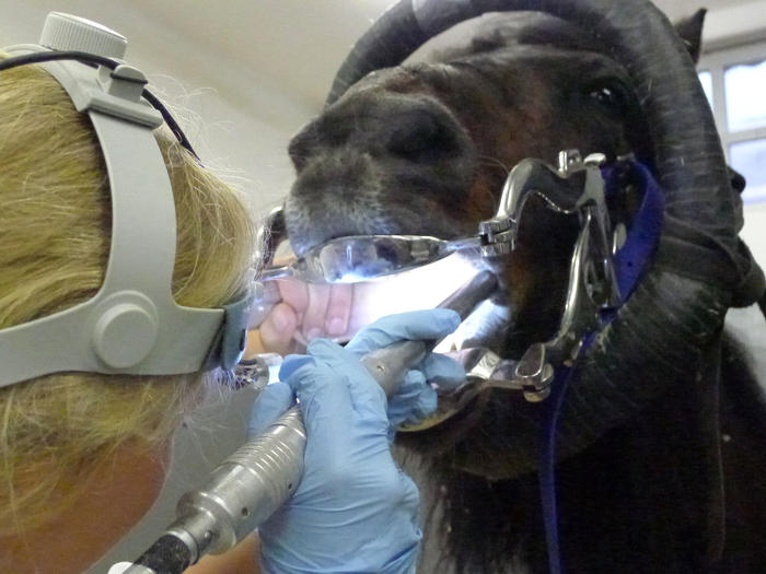 Masterstudiengang Pferdemedizin Zahnbehandlung