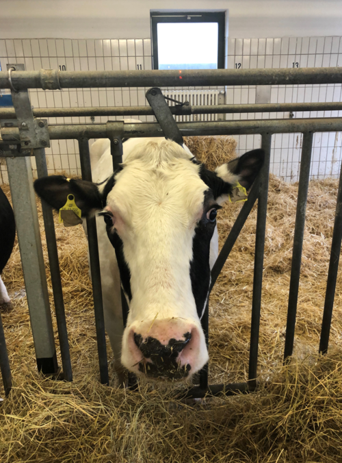 Our cow "Prinzessin" (Princess)