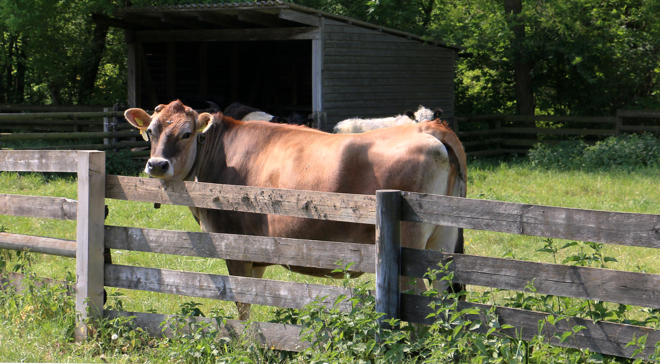 Kuh auf der Weihe