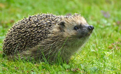 Igel auf Wiese