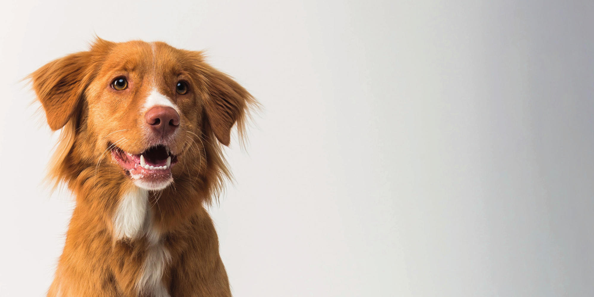 braun-weißer langhaariger Hund sitzt auf braunem Holzrundtisch