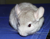 Chinchilla