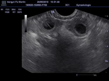 Trächtigkeitsuntersuchung mittels Ultraschall
