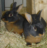 Kaninchen