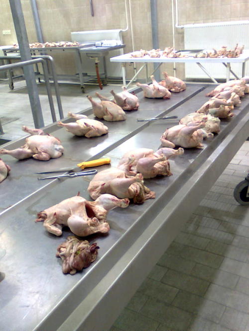 Analyses of Poultry Production