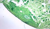 Histologisches Präparat