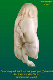 Achtbein mit vier Ohren beim Schwein