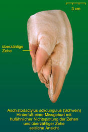Nichtspaltung mit überzähliger Zehe beim Schwein - weitere Ansicht