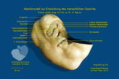 Entwicklung des menschlichen Gesichts (10,3 mm, 4 SSW)