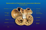 Entwicklung des menschlichen Herzens (Schnittmodell dorsal)