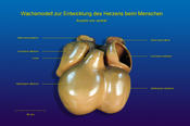 Entwicklung des menschlichen Herzens (ventral)