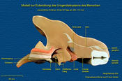 Entwicklung des menschlichen Urogenitalsystem, (SSL 11,5 mm, 4 SSW)