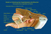 Entwicklung des menschlichen Urogenitalsystem, (SSL 14 mm, 6 SSW)