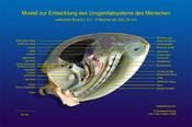 Entwicklung des menschlichen Urogenitalsystem, (SSL 29 mm, 9 SSW)