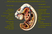 Entwicklung eines Embryos des Schweins, (SSL 15 mm)