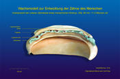 Entwicklung der menschlichen Zähne (SSL 40 mm, 11,5 SSW)
