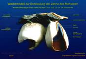 Entwicklung der menschlichen Zähne (SSL 30 cm, 24 SSW)