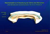 Entwicklung der menschlichen Zähne (SSL 25 mm, 9 SSW)