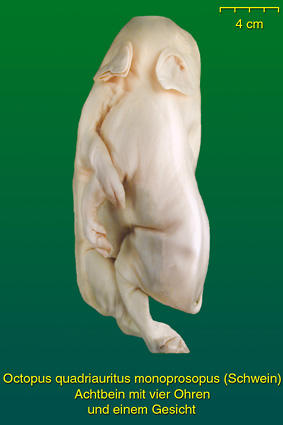 Achtbein mit vier Ohren beim Schwein
