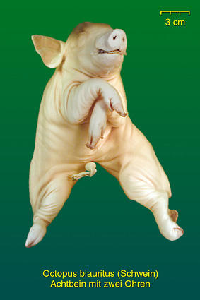 Achtbein beim Schwein