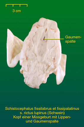 Lippen- und Gaumenspalte beim Schwein