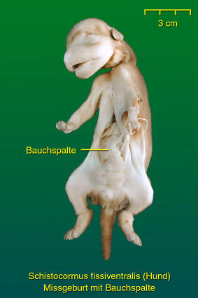 Fehlgeburt mit Bauchspalte beim Hund