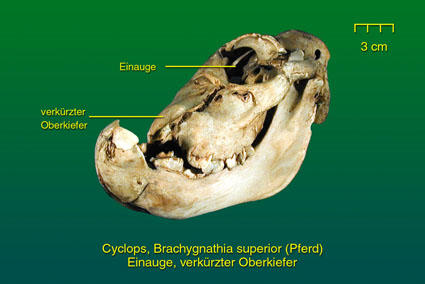 Zyklop, erstes Präparat