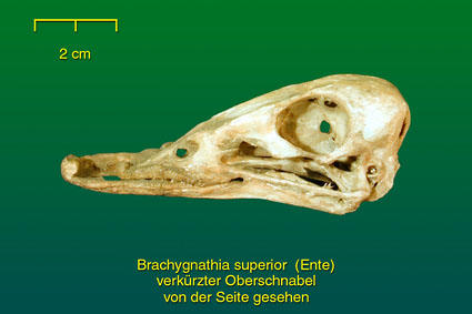 Verkürzter Oberschnabel - weitere Ansicht