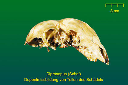 Doppelkopf
