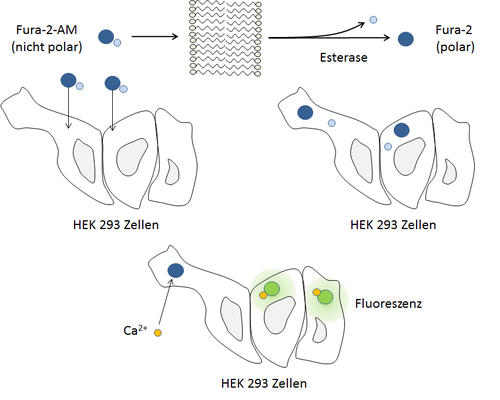 Measurement with fluorescent dyes