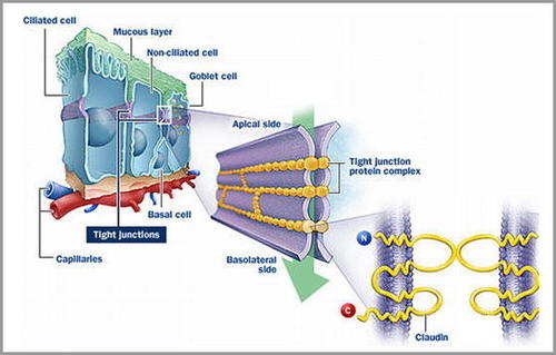 AG Epitheliale Barriereforschung