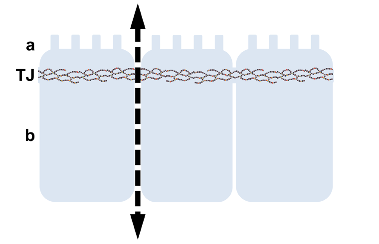 Tight Junctions