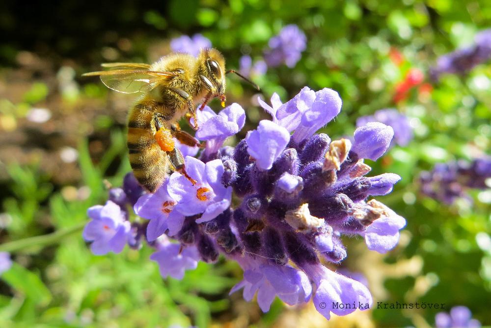 Biene an Lavendelblüte