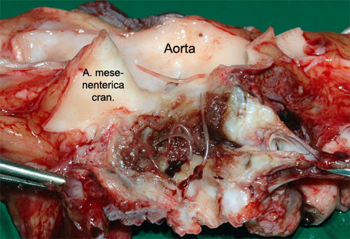 Makroskopisches Bild der Mesenterialarterie mit Parasiten