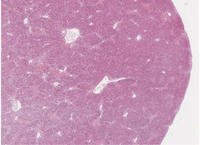 Histologie: Ausschnitt Leber (Zoomify)