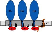 Assembly of Influenza Proteins